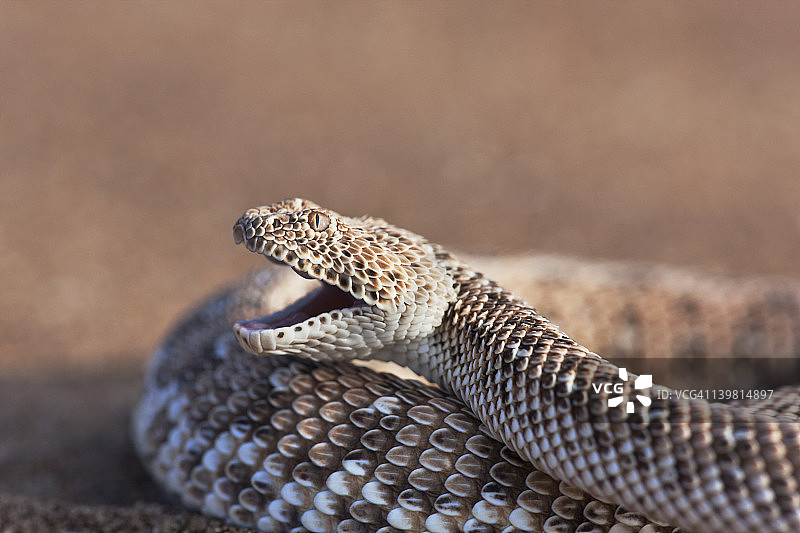 角响尾蛇侧面图，纳米比亚的苏索斯维利图片素材