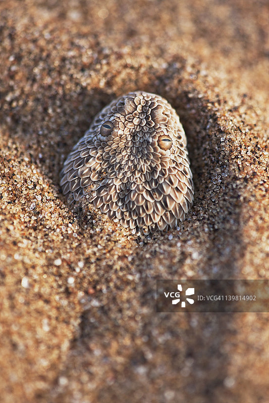 纳米布沙漠中半埋沙中的响尾蛇图片素材