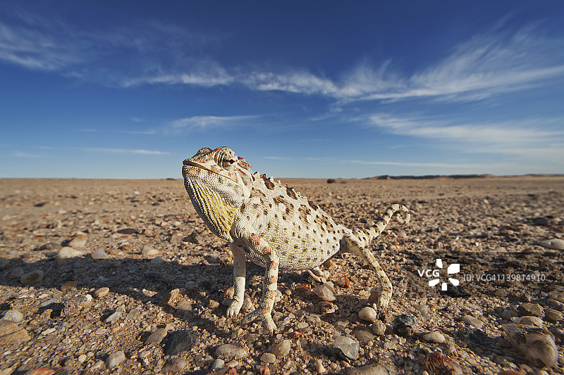 纳米布-诺克卢夫国家公园纳米变色龙图片素材