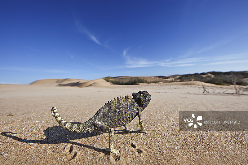 纳米布-诺克卢夫国家公园纳米变色龙图片素材