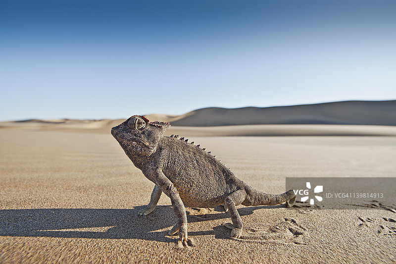 纳米布-诺克卢夫国家公园纳米变色龙图片素材