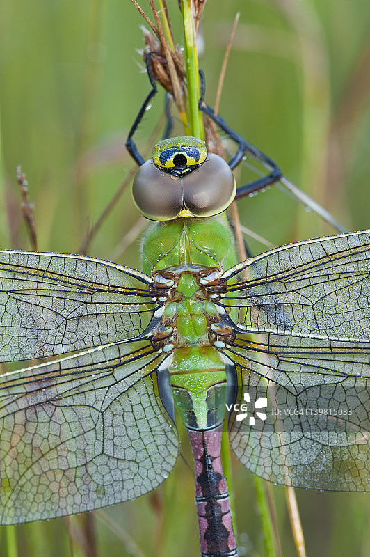 雄性 Common Green Darner Dragonfly，美国密歇根州图片素材