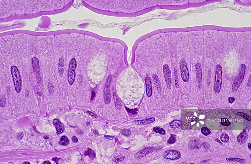 人小肠柱状上皮细胞（250倍放大）图片素材
