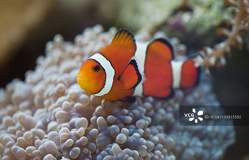公子小丑鱼，与海葵共生的珊瑚礁鱼类，美国田纳西州查塔努加水族馆图片素材