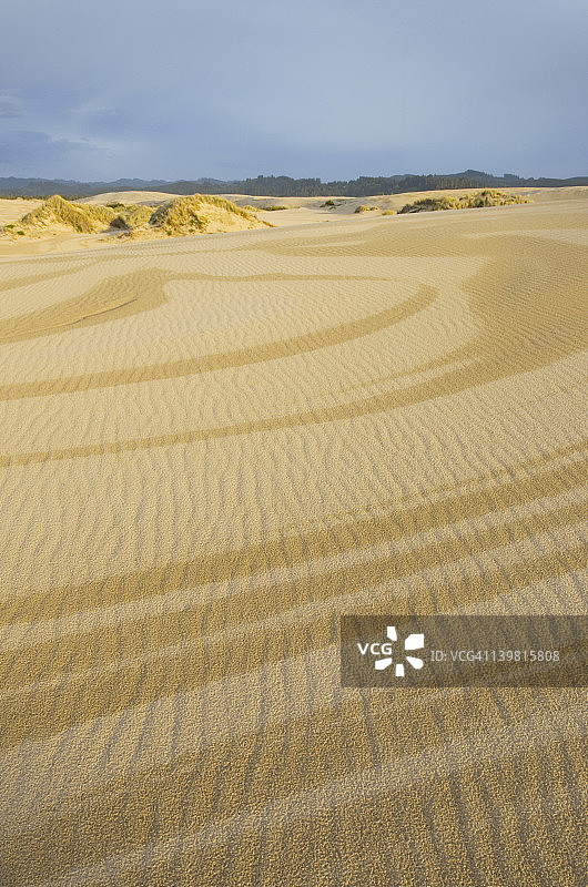 美国俄勒冈沙丘国家 recreation Area，夕阳下的金色沙丘图片素材