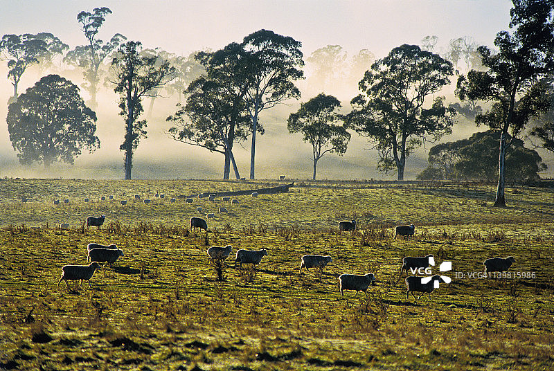 迷雾清晨中的羊群与树木，新南威尔士州奥伯龙图片素材