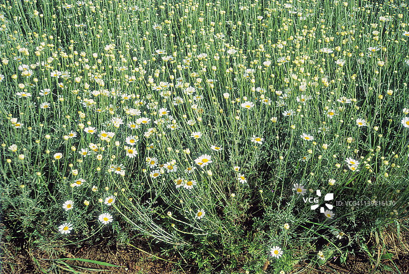 塔斯马尼亚除虫菊花田图片素材