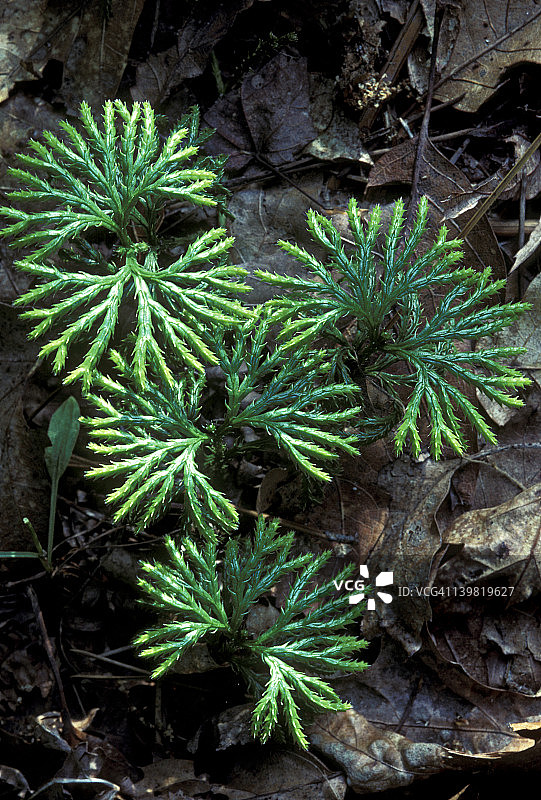蔓生石松，一种原始的孢子植物，生长在美国密歇根州潮湿阴暗的林地中图片素材