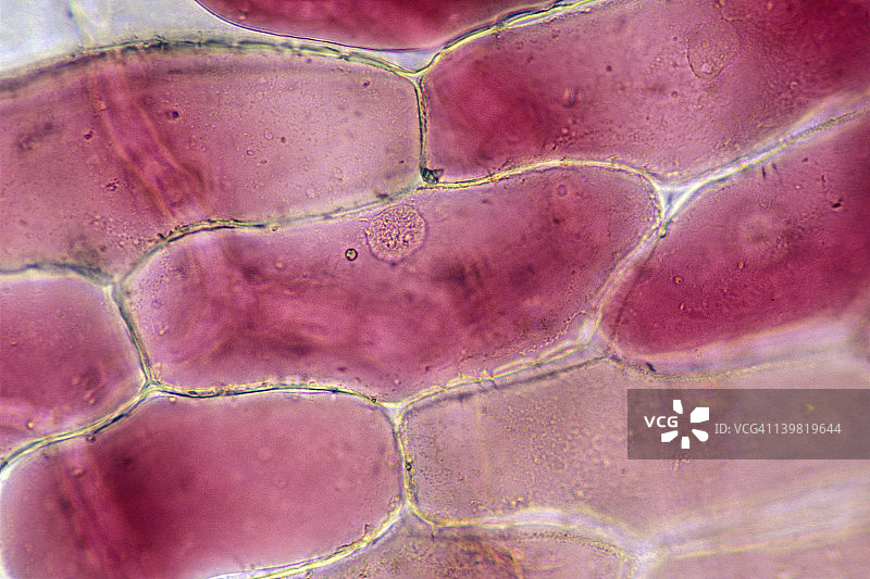 红色洋葱皮细胞显微照片，显示表皮、细胞壁、细胞核和细胞质，35毫米处100倍图片素材