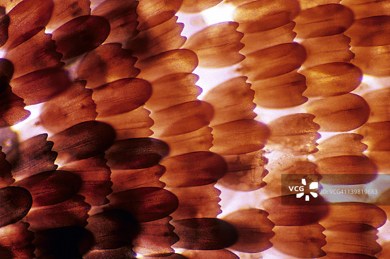 绚丽多彩的 mourning cloak 蝴蝶鳞片图案（35mm，50倍）图片素材
