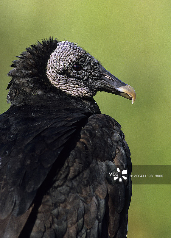 美国佛罗里达大沼泽地国家公园的黑兀鹫图片素材
