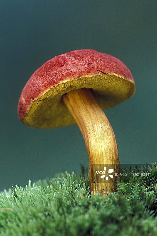 可食用牛肝菌，Boletus campestris，有管状物代替鳃，美国密歇根州图片素材