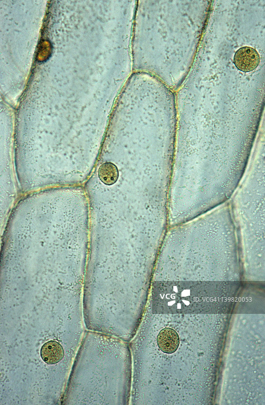 植物细胞结构：洋葱表皮，显微照片，35mm，100倍放大，显示细胞壁、细胞核、核仁、细胞质，碘染色图片素材