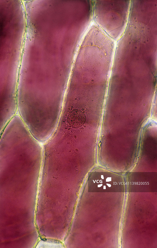 植物细胞结构：红洋葱表皮细胞与薄壁组织（100倍放大）图片素材