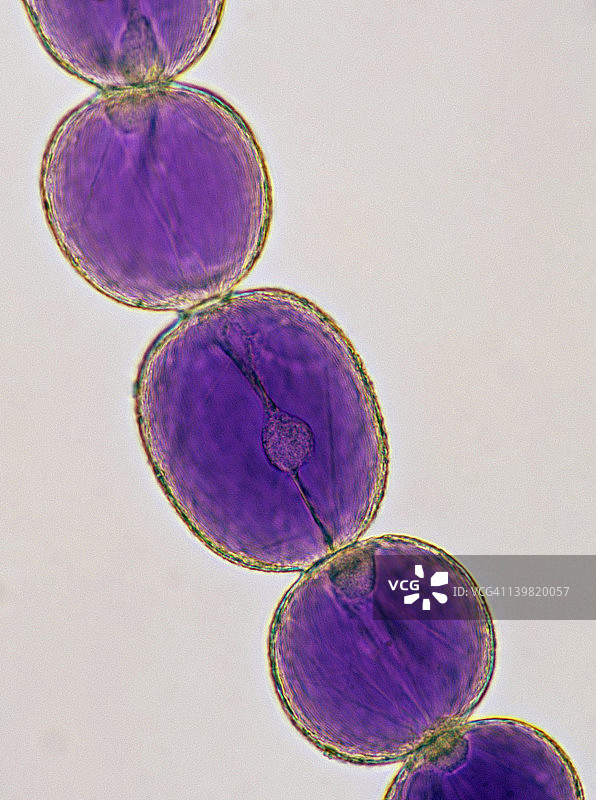 植物细胞结构：紫鸭跖草薄壁组织图片素材