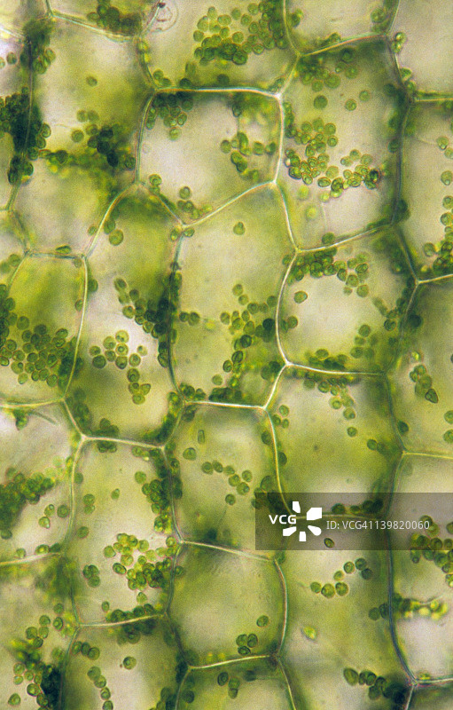 含叶绿体的植物细胞；黑藻，35毫米100倍放大：显示植物细胞、细胞壁和叶绿体图片素材
