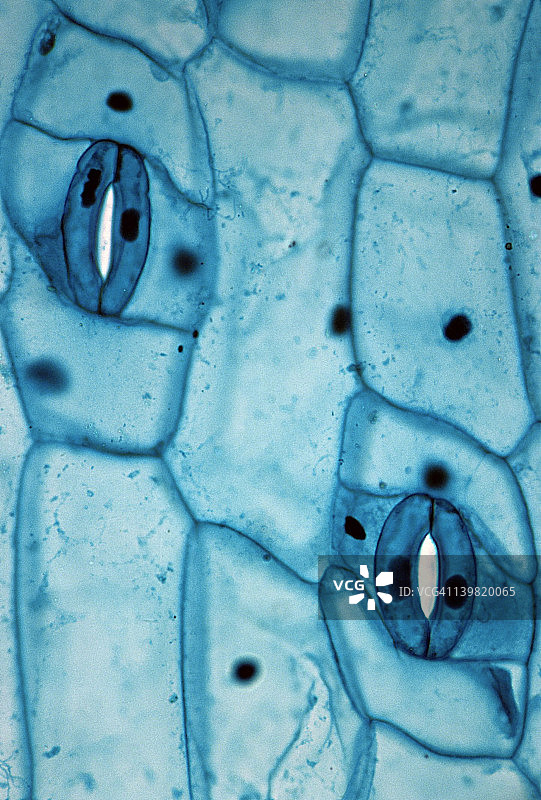 气孔和保卫细胞：叶表皮（紫鸭跖草），35毫米处100倍放大图片素材
