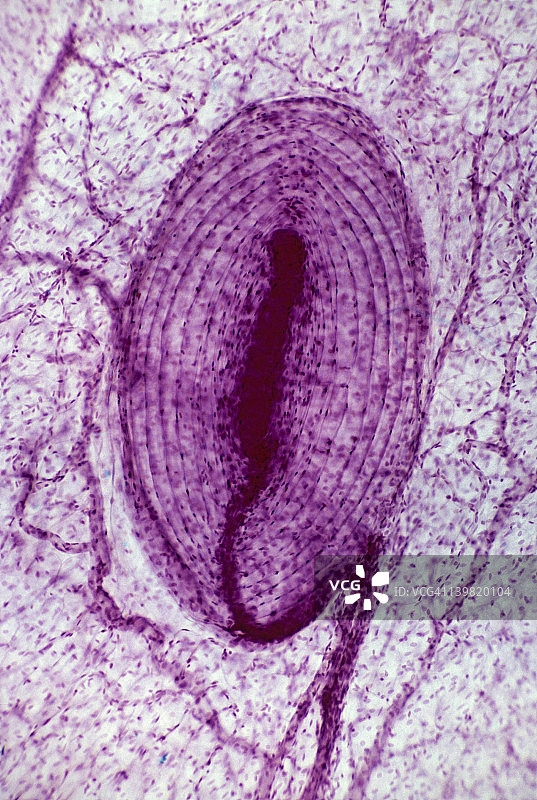 感觉神经受体图片素材