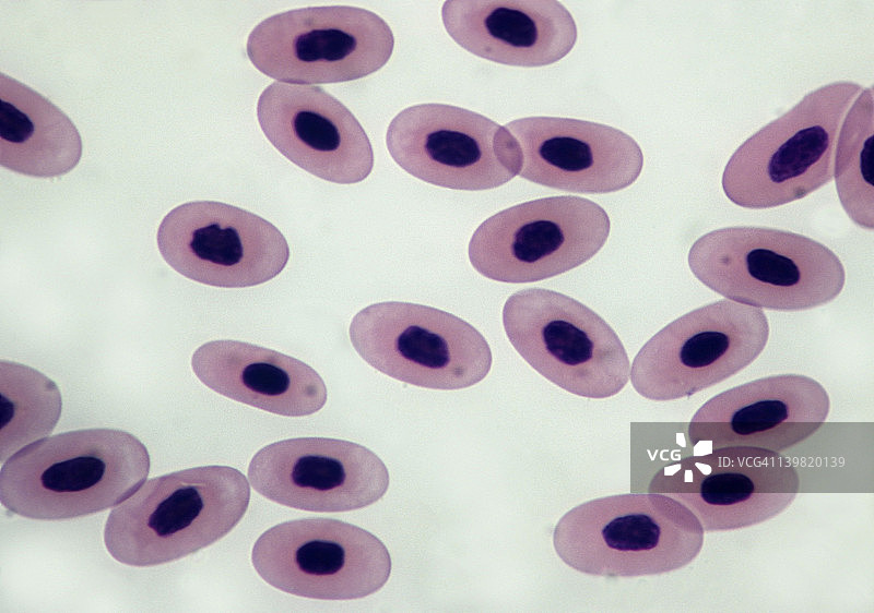 蛙血。有核红细胞，35毫米处放大250倍。显示细胞核、细胞质和细胞膜。哺乳动物具有无核红细胞。图片素材