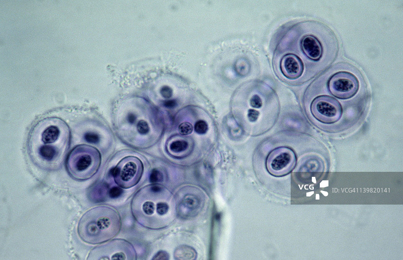 蓝细菌：一种单细胞、进行光合作用的革兰氏阴性菌图片素材
