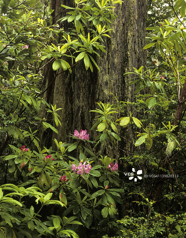 加州红杉国家公园：海岸红杉和杜鹃花图片素材