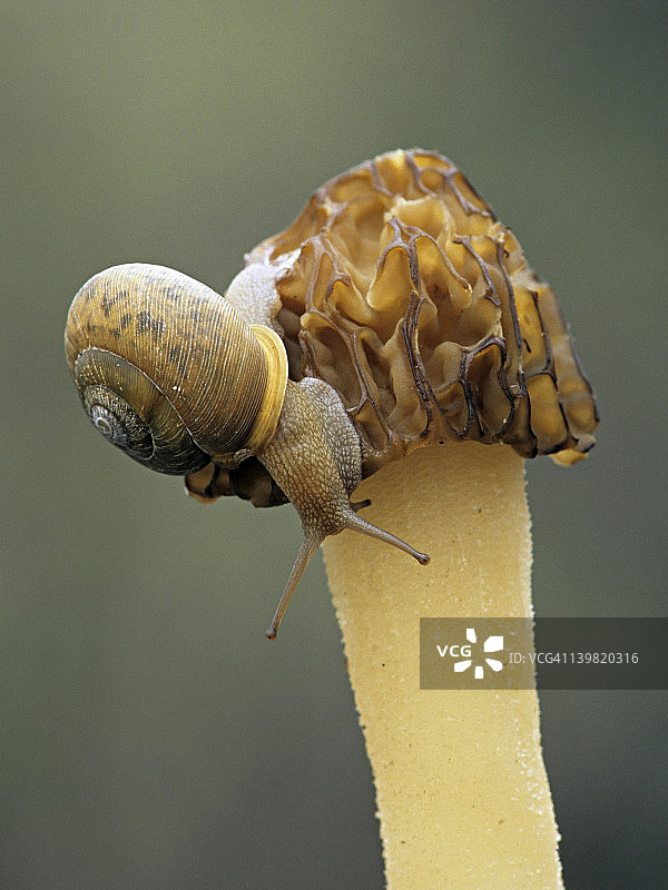 陆地蜗牛以羊肚菌为食图片素材