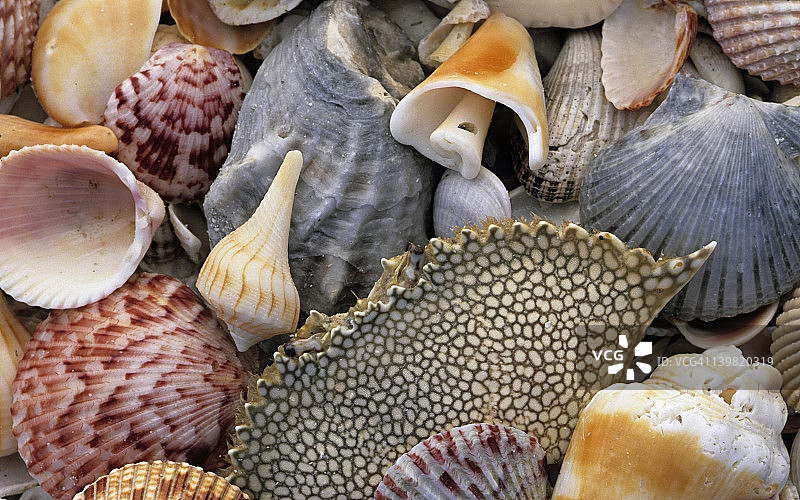 佛罗里达萨尼贝尔岛海螺与蟹壳图片素材