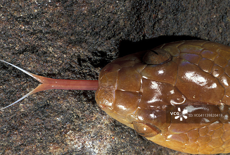 非洲亚撒哈拉地区发现的虎蛇用分叉的舌头嗅探环境的特写俯视图图片素材