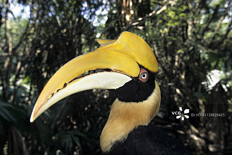 双角犀鸟（Buceros bicornis），分布于印度和东南亚森林图片素材