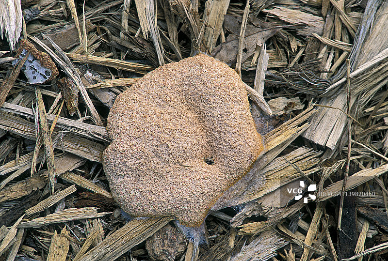 绒泡黏菌静止期内部产孢图片素材