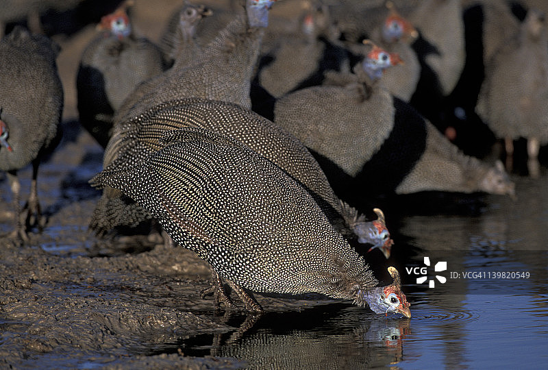 纳米比亚埃托沙国家公园水坑边饮水的盔式珍珠鸡图片素材