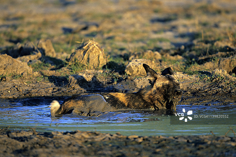 博茨瓦纳奥卡万戈三角洲水坑中降温的彩绘犬图片素材