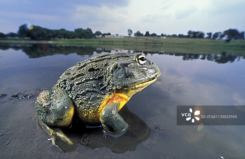 南部非洲巨型牛蛙图片素材