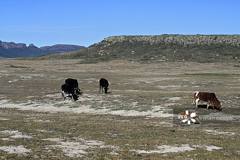 在埃塞俄比亚巴莱山国家公园，濒临灭绝的埃塞俄比亚狼图片素材