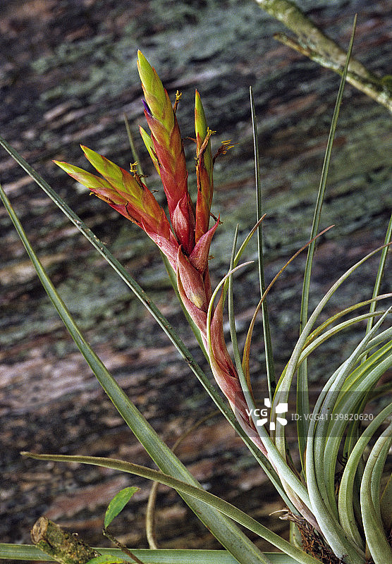 空气植物或附生植物的开花，一种凤梨科植物，菠萝的亲戚，佛罗里达州大沼泽地国家公园图片素材