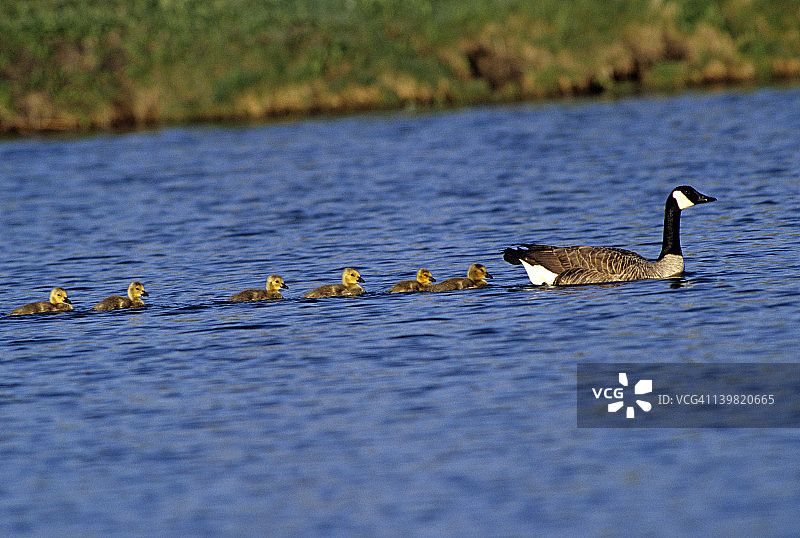 带有小鹅的加拿大鹅，加拿大黑雁，美国密歇根州图片素材