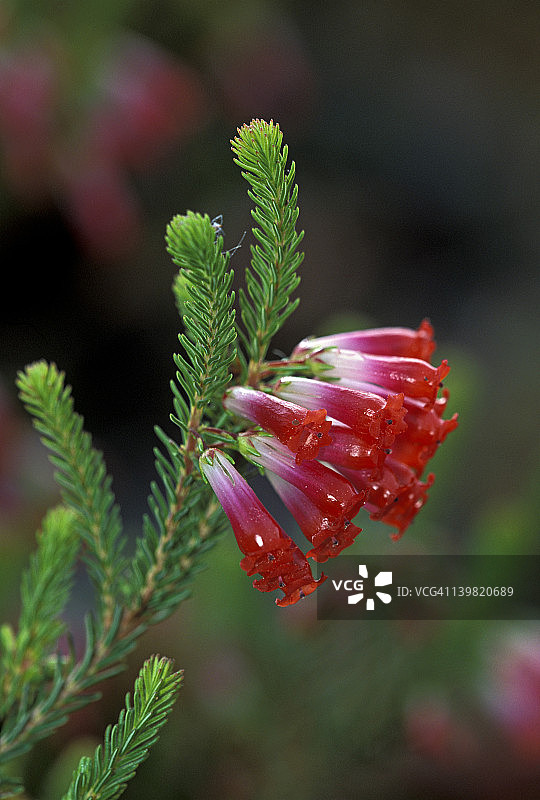 南非特有的蜂窝石楠花管状吊坠红色花朵图片素材