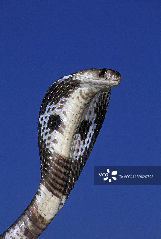 眼镜蛇特写，东南亚，印度支那图片素材