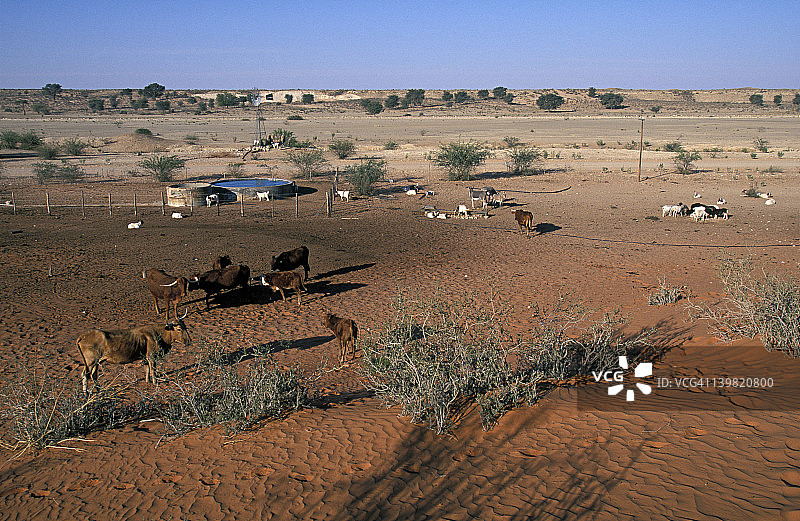 人工水坑：卡拉哈里沙漠，非洲，畜牧业导致过度放牧和荒漠化图片素材
