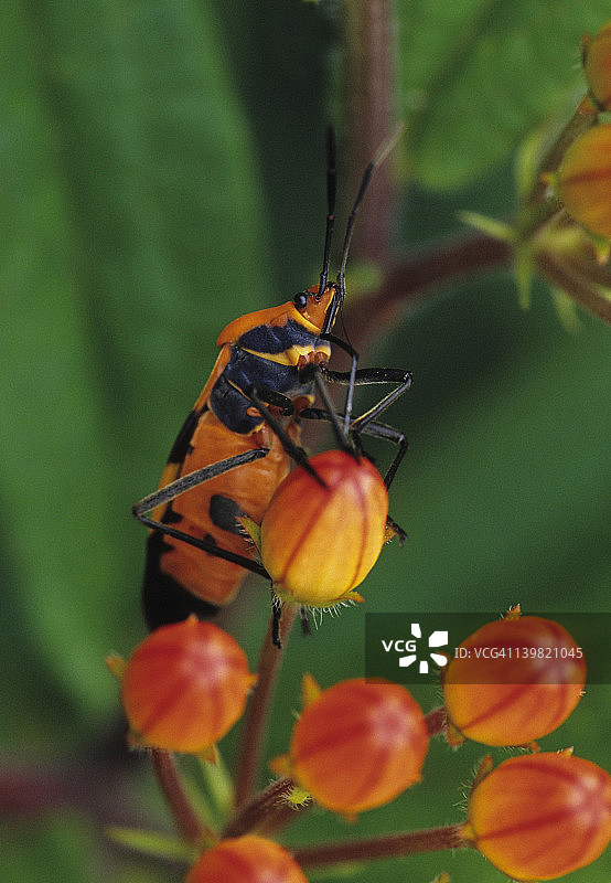 乳草籽上的大马利筋蝽（亮丽马利筋蝽），有明显的口器，以乳草籽为食，有时吸食花蜜，密歇根州图片素材