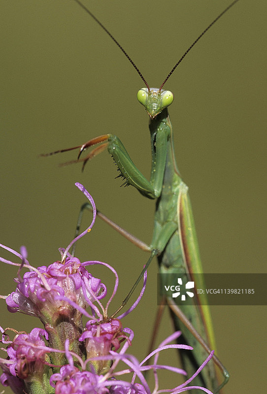 欧洲螳螂捕食，美国密歇根州图片素材