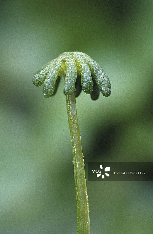 颈卵器托；地钱，地钱属。颈卵器托带有产生卵子的颈卵器。雌性配子体。密歇根州图片素材