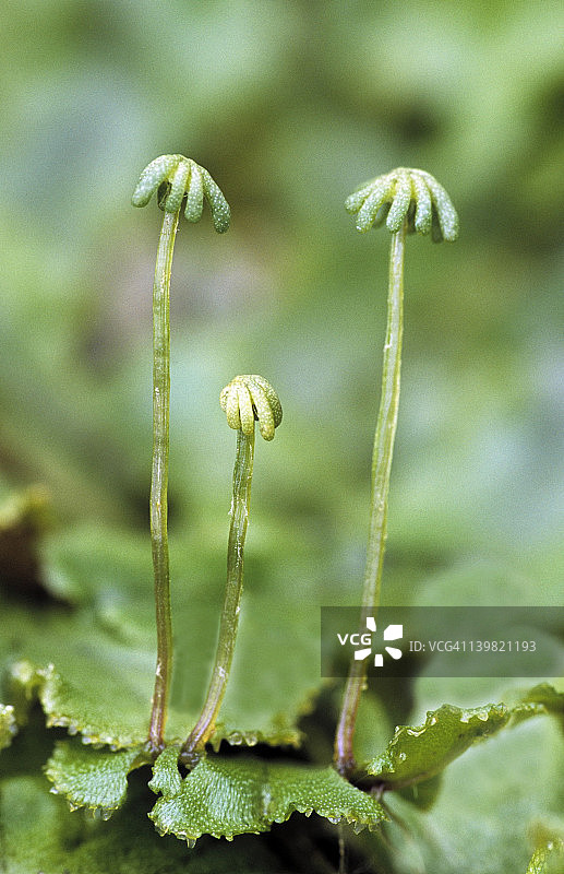 地钱的雌器托；苔藓植物门图片素材