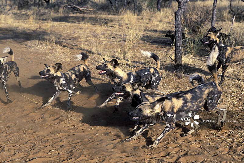 濒危非洲野狗在撒哈拉以南非洲竖尾示威图片素材