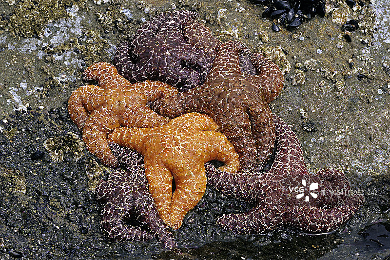俄勒冈州岩石海岸低潮时暴露的杂色赭色海星图片素材