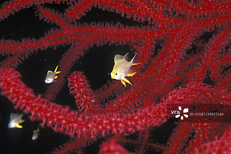 金色雀鲷，印度尼西亚图片素材