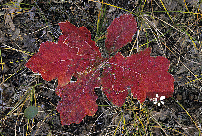 带有霜冻的黑栎树叶图片素材