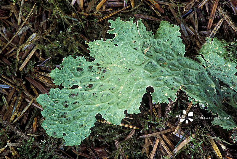 奥勒冈肺衣，生长在温带雨林树木中，美国华盛顿州奥林匹克国家公园图片素材