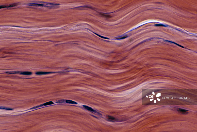 致密纤维结缔组织：规则肌腱，250倍图片素材