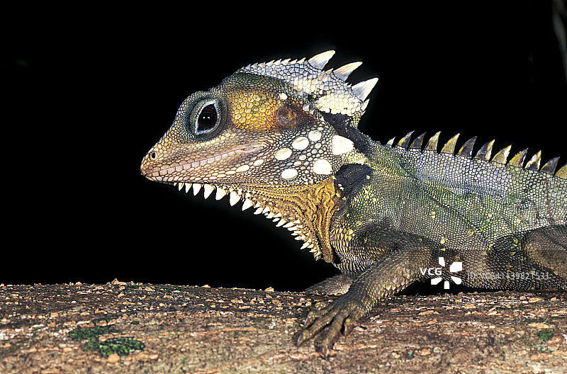 澳洲森林龙图片素材